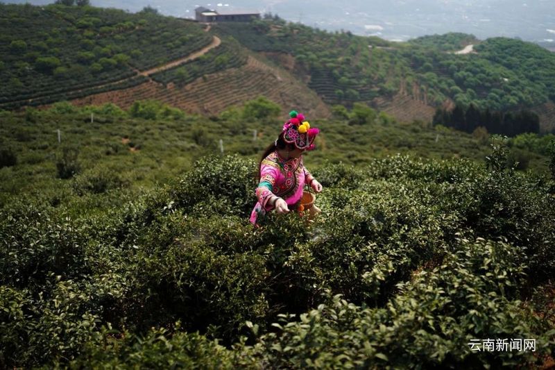 探讨云南茶叶产业的高质量发展及未来趋势